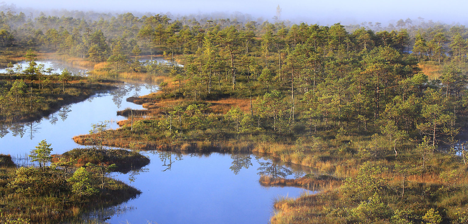 Widespread drying of European peatlands in recent centuries - QUADRAT