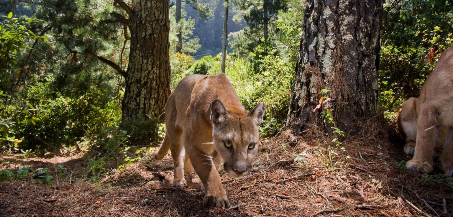 Study shows how mountain lions adapt their behaviour to save energy to